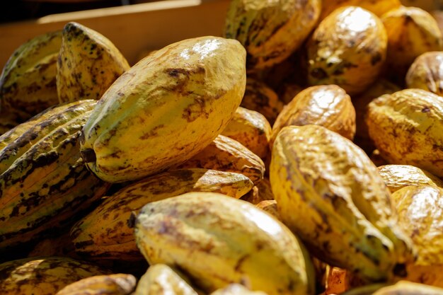 Cocoa beans and cocoa pod on a wooden surface.