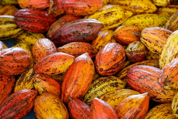 Cocoa beans and cocoa pod on a wooden surface.