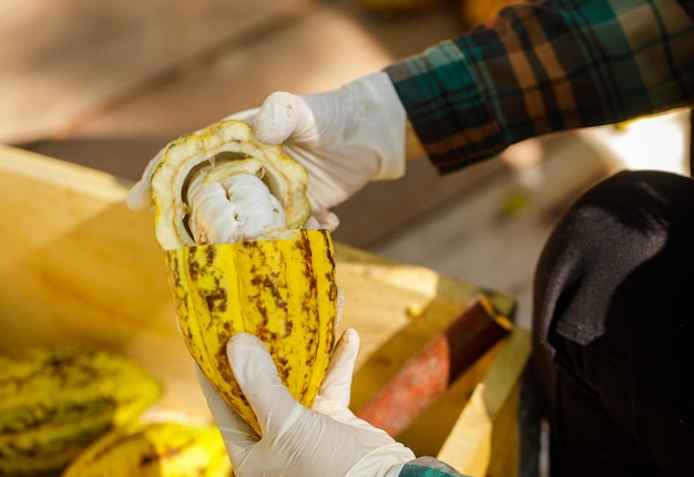 Cocoa beans and cocoa pod on a wooden surface.