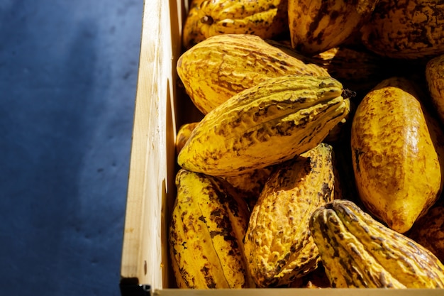 Cocoa beans and cocoa pod on a wooden surface.