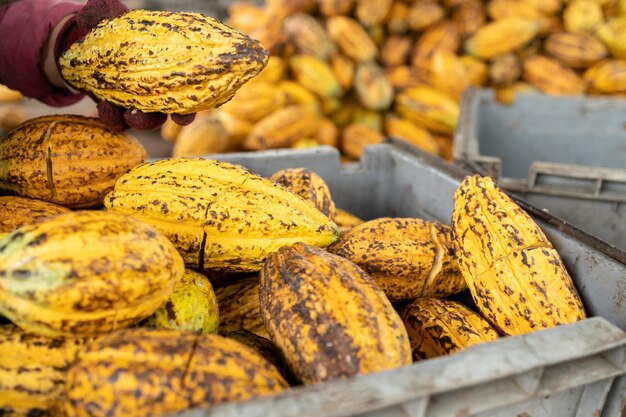 Cocoa beans and cocoa pod on a wooden surface.