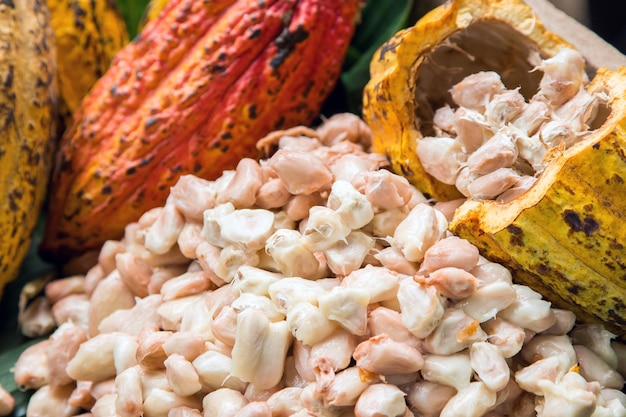 Cocoa beans and cocoa pod on a wooden surface