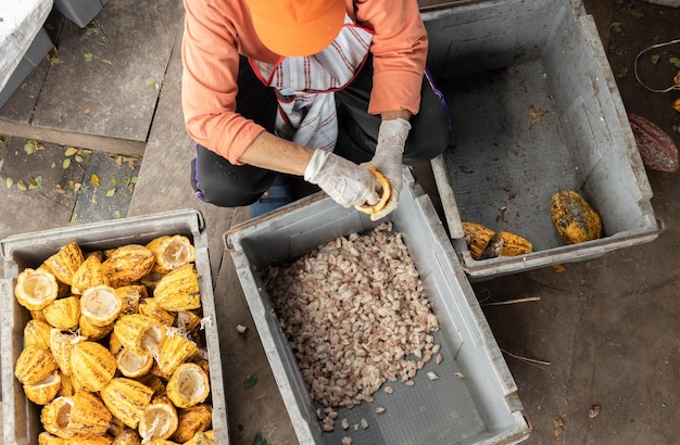 Какао-бобы и какао-стручок на деревянной поверхности