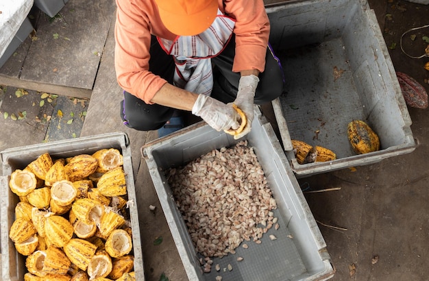 Fave di cacao e baccello di cacao su una superficie di legno