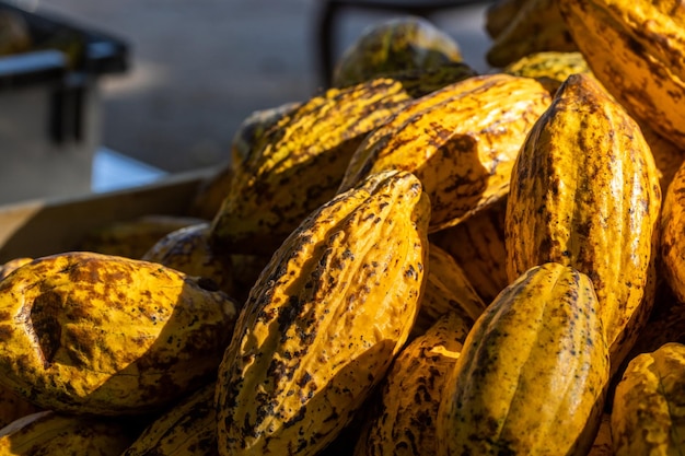 Cocoa beans and cocoa pod on a wooden surface