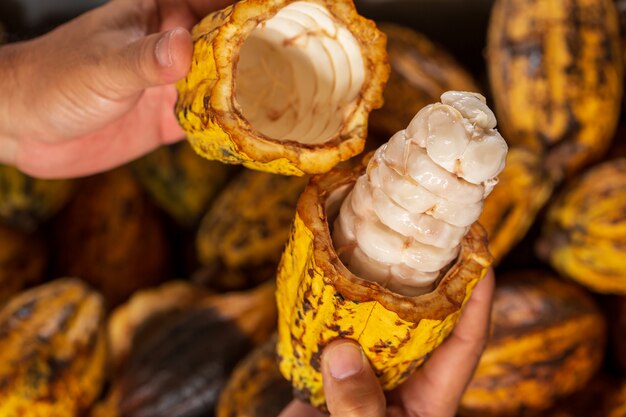 Cocoa beans and cocoa pod