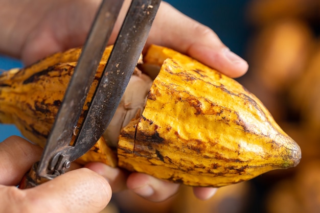 Cocoa beans and cocoa pod