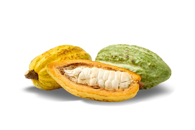 Cocoa beans and fresh yellow and green pods