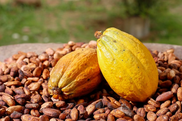 Cocoa beans and fruits Theobroma cacao L image closeup image