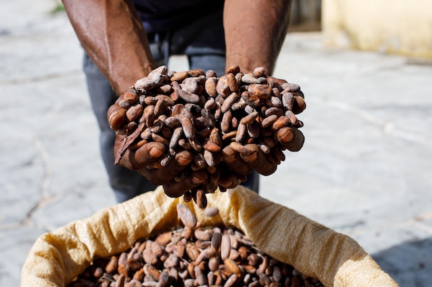 Cocoa beans in the hands of a farmer on the background of bags