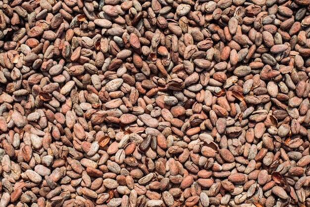 Cocoa beans