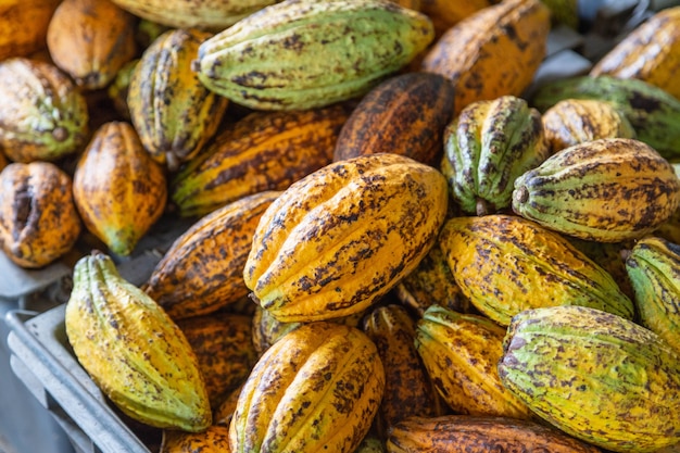 Cocoa and cocoa pods in crates for sale