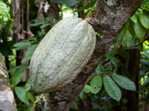 Cocoa farm in Southern Bahia Brazil Green fruit on the cocoa tree