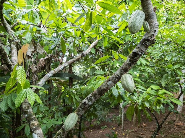 Cocoa farm in Southern Bahia Brazil Green fruit on the cocoa tree