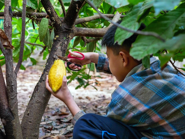 Cocoa farmer use pruning shears to cut the cacao pods or fruit ripe yellow cacao from the cacao tree