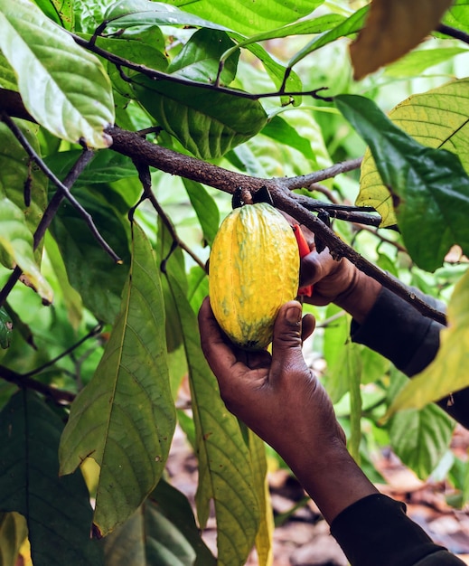 Il coltivatore di cacao usa le cesoie per tagliare i baccelli di cacao o il cacao giallo maturo dalla pianta del cacao