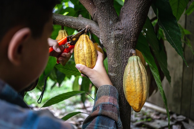 코코아 농부는 가지치기 가위를 사용하여 카카오 나무에서 코코아 꼬투리를 자릅니다.