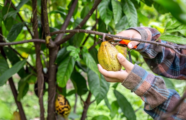 Cocoa farmer uses pruning shears to cut the cocoa pods of ripe yellow cacao from the cacao tree