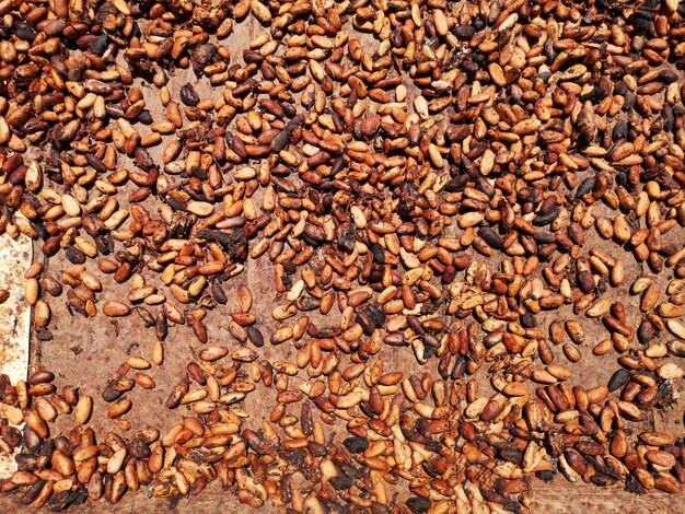 Cocoa fruit drying on the drying barge.