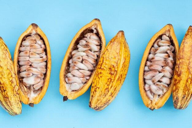 Frutti di cacao isolati su sfondo blu