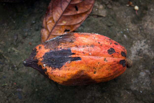 Cocoa fruit pod infected with fungal disease.