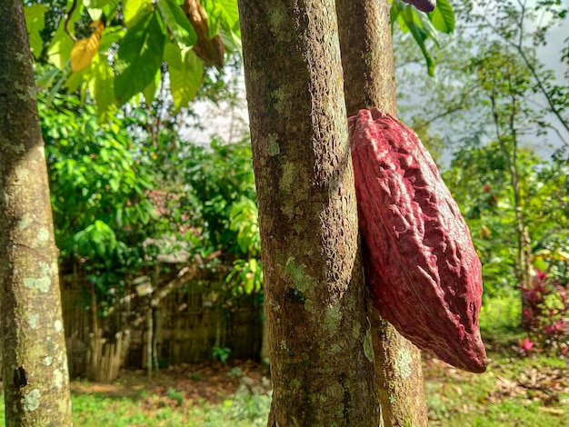 Cocoa fruit ( Theobroma cacao ) on a tree in Indonesia