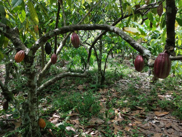 Cocoa fruit on tropical cocoa plantation in southern Bahia Brazil.