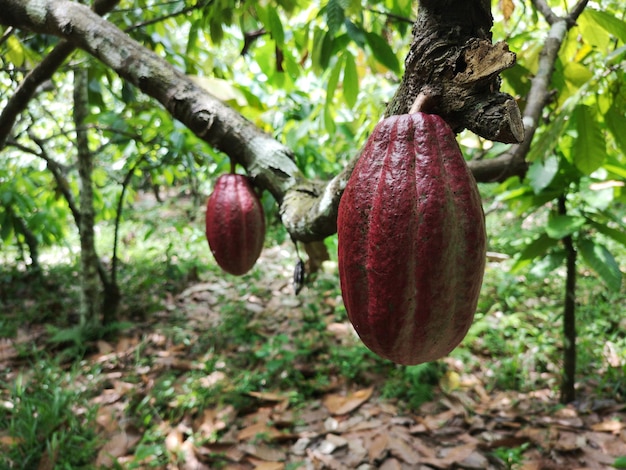 Frutto di cacao sulla piantagione di cacao tropicale nel sud di bahia brasile.