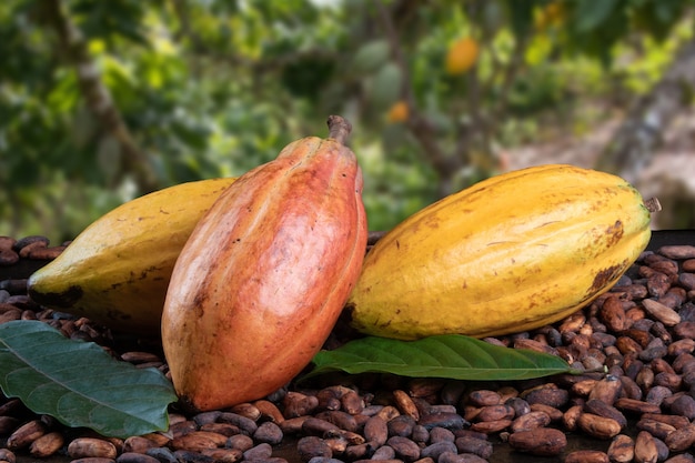 Cocoa fruits and raw cocoa beans with defocused cocoa plantation in the.