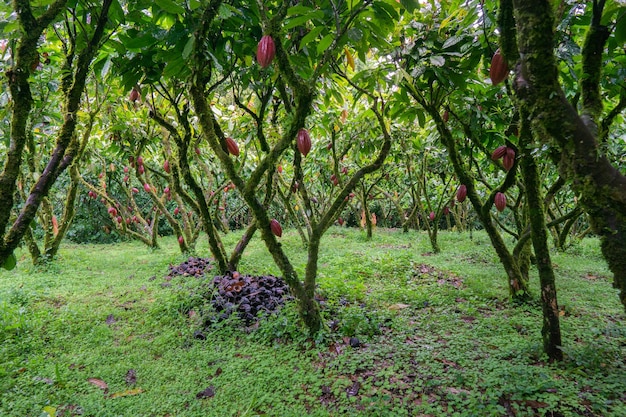 Cocoa plantation