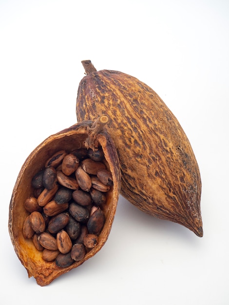 Cocoa pod ,beans and on white background