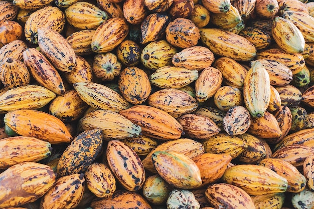 Cocoa pod and cocoa fruit on a wooden surface.