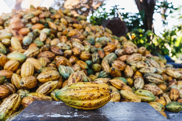 Cocoa pod and cocoa fruit on a wooden surface