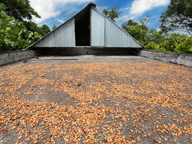 Cocoa pods drying on barge at cocoa farm