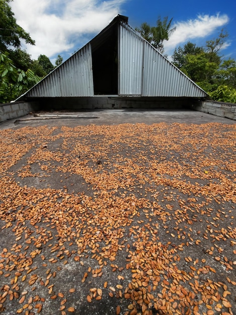 Cocoa pods drying on barge at cocoa farm