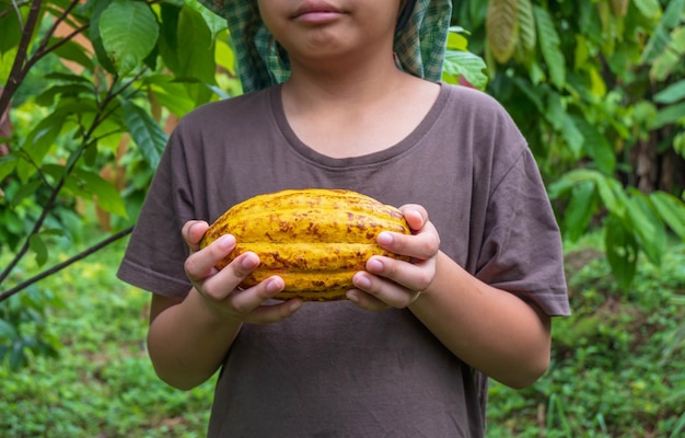 Cocoa pods and fresh cocoa in the hands of cocoa farmers.