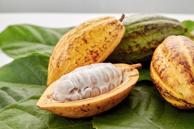 Cocoa pods with Cocoa leaf on a white