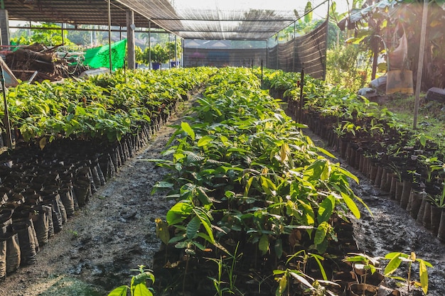 Cocoa seedlings growing on the farm