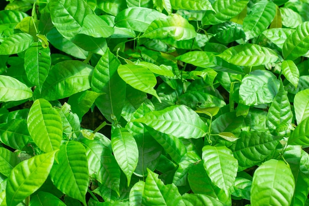 코코아 나무 잎