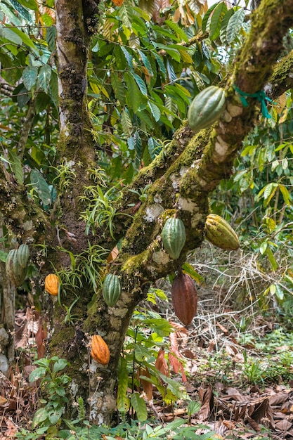 The cocoa tree with fruits. yellow and green cocoa pods grow on
the tree, cocoa plantation in brazil