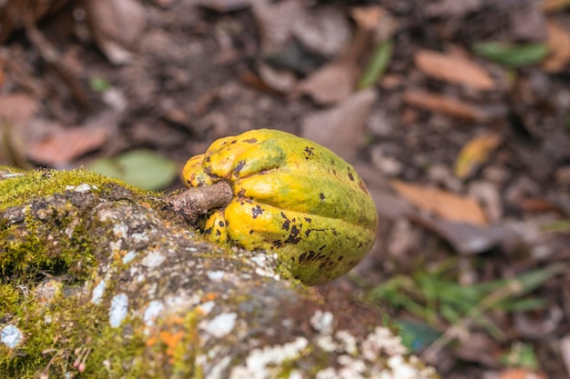 The cocoa tree with fruits. yellow and green cocoa pods grow on\
the tree, cocoa plantation in brazil