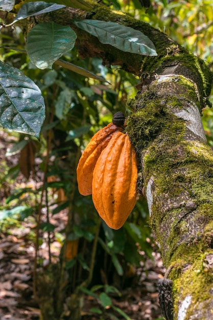 The cocoa tree with fruits. yellow and green cocoa pods grow on\
the tree, cocoa plantation in brazil