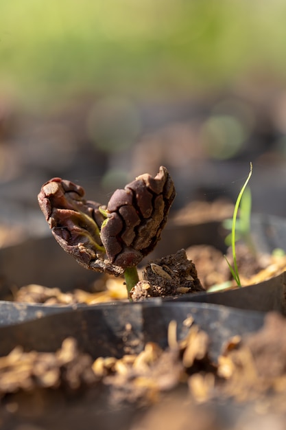 Cocoa trees is growing new on the farm