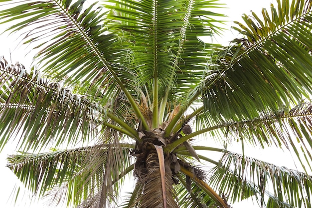 白い背景に孤立したココナッツの木