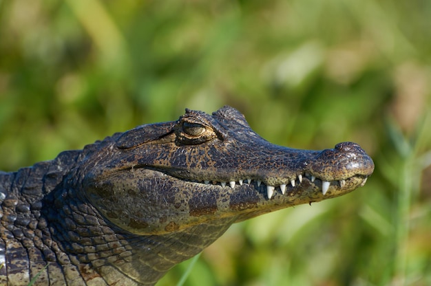 Photo cocodrilo caiman lagarto