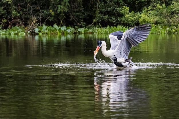 Cocoi Heron catches fish in the water.