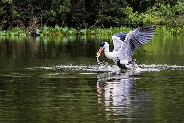 Cocoi Heron ловит рыбу в воде.