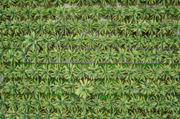 Coconut agricultural fields plantation green color in a row and water aerial top view photograph from drone