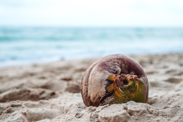 Coconut on the beach 