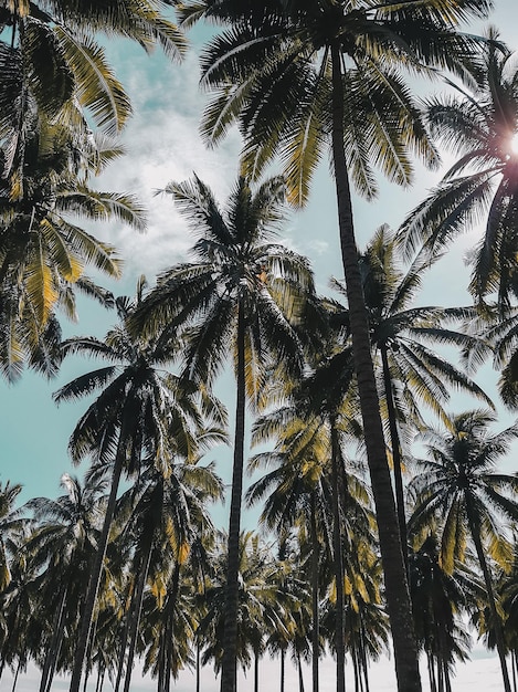 Photo coconut forest